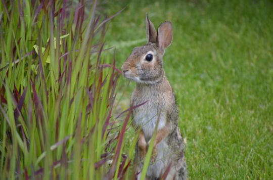 Allergies: grass pollens do not abdicate