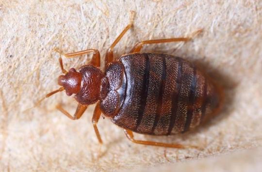 Bedbugs: the return of a plague