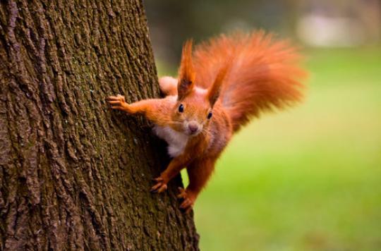 Squirrels carrying leprosy in the Middle Ages