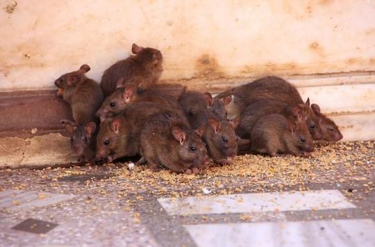 Roubaix: a paraplegic victim of 225 rat bites