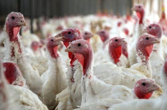 Maine-et-Loire: an outbreak of bird flu detected