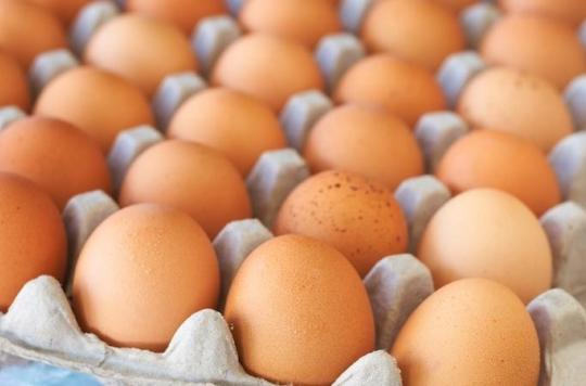 Fipronil: contaminated eggs in France too