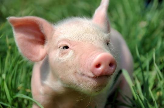 Organ transplants: GMO piglets raise new hopes