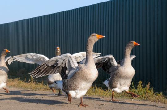 Avian flu: the crawl space begins in 18 departments