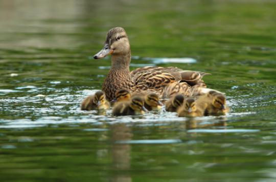 Avian influenza: preventive culling in 24 municipalities