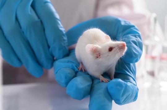 Paralyzed mice walk again in 4 weeks thanks to this drug