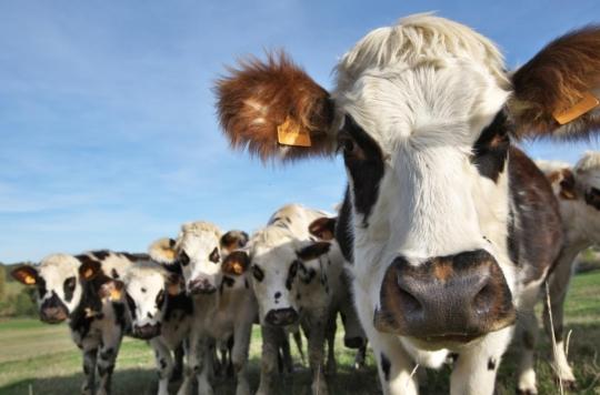 HIV, herpes: a lubricant made from cow mucus could protect against these STIs