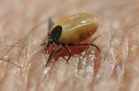 Lyme disease: anti-inflammatory drugs to limit complications