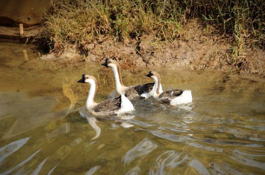 Avian influenza: the Ministry of Agriculture strengthens security