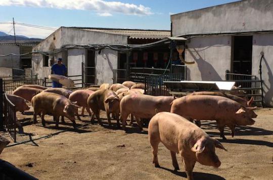 Embryos: human-pig chimeras designed by researchers