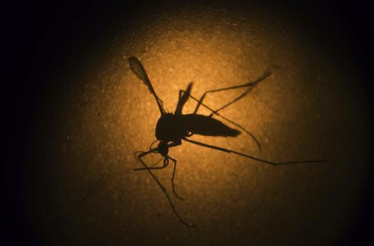 Zika: the mosquito remains the deadliest animal in the world