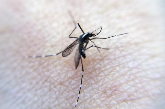 Zika: a first case identified in Denmark