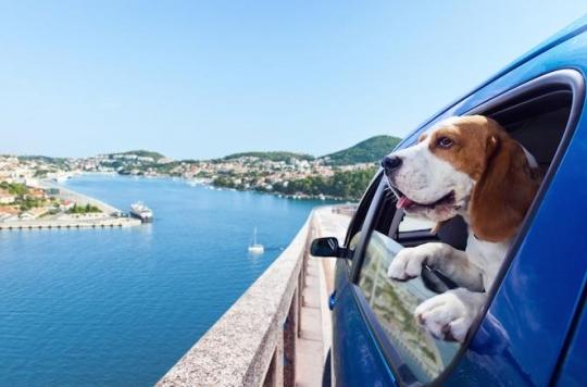 Rabies: how to travel with your pet