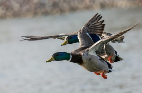 Avian influenza: 57 outbreaks in France