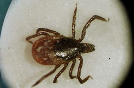 Lyme disease: two pharmacists convicted