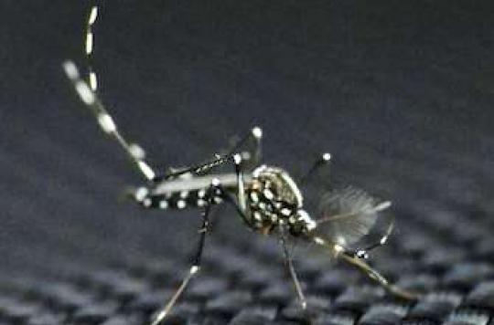 Chikungunya: Guyana goes into “epidemic phase”