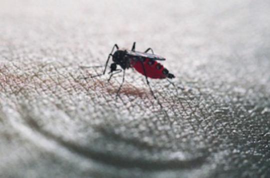 Chikungunya: the PACA region remains the most affected in metropolitan France