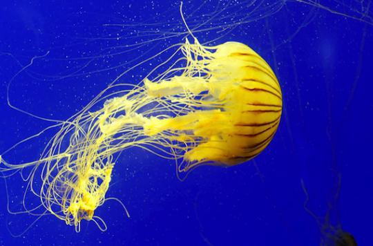 Jellyfish stings: heat inactivates poison