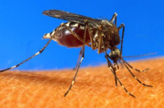 Chikungunya: French Polynesia hit by the epidemic