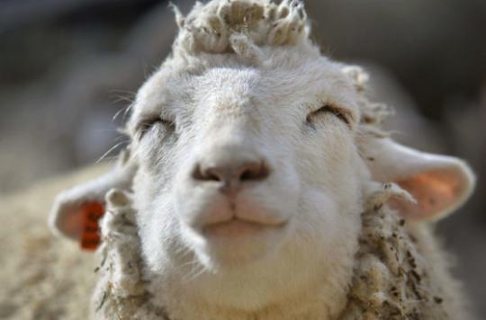 Scrapie in sheep: a potential risk of transmission to humans - Ace Mind