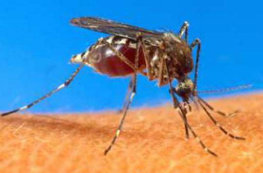 Chikungunya: a first case recorded in Aveyron