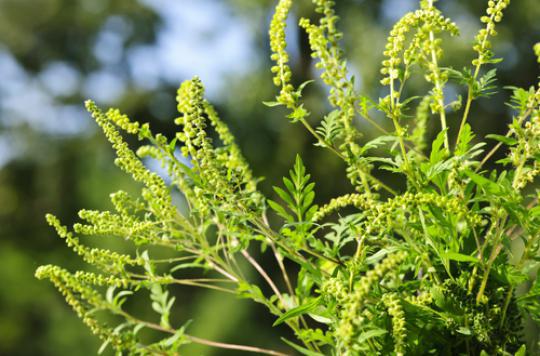 Ambrosia: pollination peak in the Lyon region