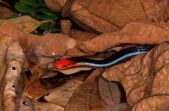 Pain: the unsuspected virtues of coral snake venom