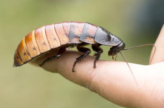 Cockroach milk, a particularly nutritious food