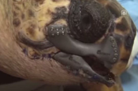 A sea turtle cared for thanks to 3D printing