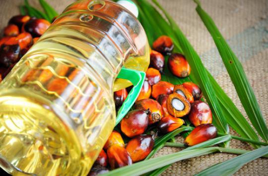 MEPs cut tax on palm oil