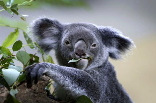 Chlamydia: a vaccine path thanks to koalas