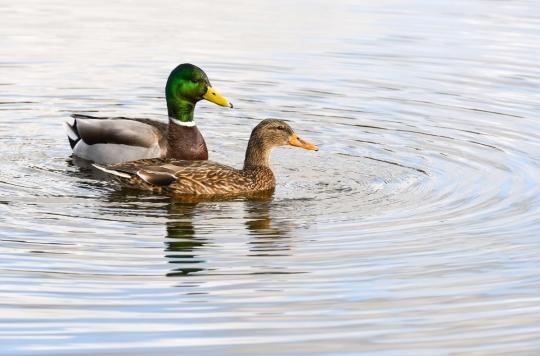 Baignade Attention Aux Puces De Canard Dans Les Lacs