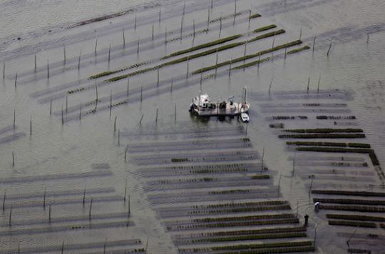 Arcachon: oysters and shellfish temporarily prohibited