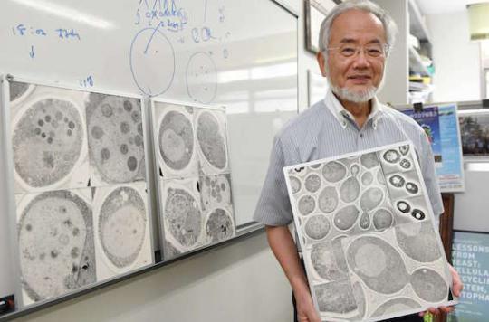 Nobel Prize for Medicine: autophagy in the spotlight