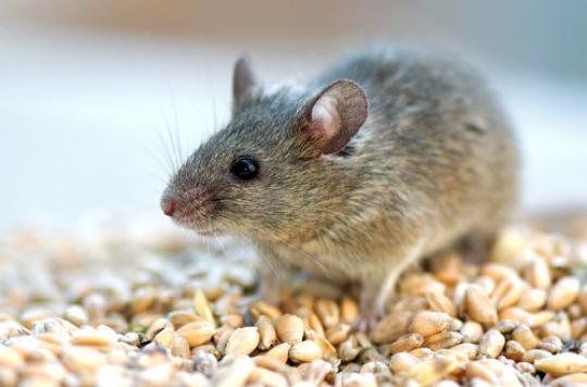 Mice rejuvenate with vitamin