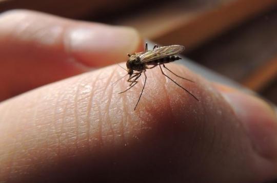 Toulouse Un Bebe Hospitalise Apres Des Piqures De Moustique