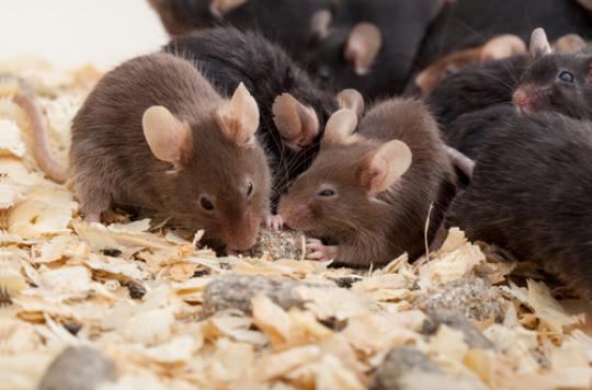 Baby mice are born without fertilization