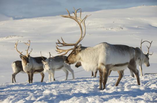 Global warming: the reindeer of Santa Claus on the diet