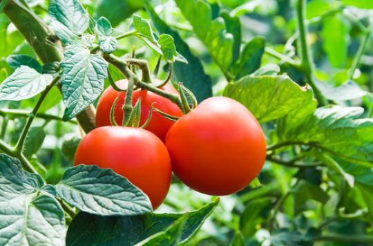 Tomatoes grown on mars safe for humans 