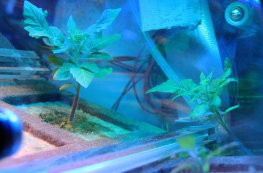 Space: urine could help grow vegetables on Mars