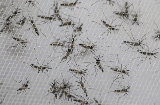 Zika: 5 infected pregnant women back in France